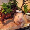 Was für ein Tier wehre gut für mich ?( Terrarium )