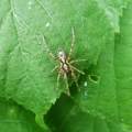 Was für eine Spinne ist das??? Kann die jmd bestimmen?