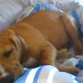 Was gegen  Hundebellen?
