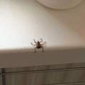 Was ist das? ( Siehe Bild )