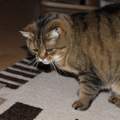 Was ist das bitte für eine Katzenrasse?