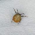 Was ist das da für eine Spinne?