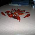 Was ist das für eine Chilli ?