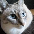 Was ist das für eine Katzenrasse?(siehe foto)