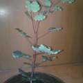 Die  ganze Blume