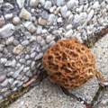 Was ist das für eine Pflanze oder Pilz?