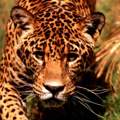 Das ist ein Gepard...