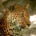 ...und das ein Leopard - nur wo liegt der Unterschied?