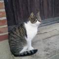 Was ist mit diesen Katzen passiert?