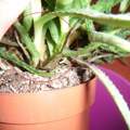 Was ist mit meiner Aloe Vera los? :(
