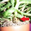 Was ist mit meiner Aloe Vera los? :(