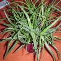 Was ist mit meiner Aloe Vera los? :(
