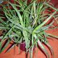Was ist mit meiner Aloe Vera los? :(