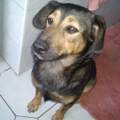 was ist Tabsi für ein Hund?