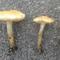 Was könnten das für Pilze sein?