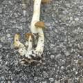 Was könnten das für Pilze sein?
