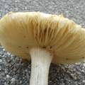 Was könnten das für Pilze sein?