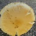 Was könnten das für Pilze sein?