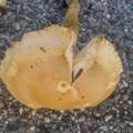 Was könnten das für Pilze sein?