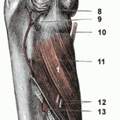 was macht man gegen eine seltsame Verhärtung in der Musculus-Supinator-Gegend?