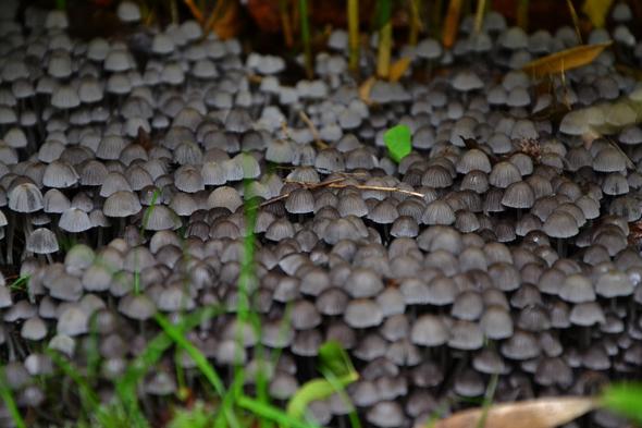 Graue Pilze Im Garten was sind das f 252 r pilze in meinem garten wald pflanzen Graue Pilze Im Garten was sind das f 252 r pilze in meinem garten wald pflanzen