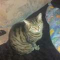 was tun mit der katze 10