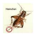 Weibliches Heimchen