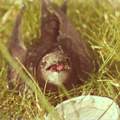 weiß jemand was das für eine vogelart ist? was isst er?