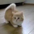Weiß jemand was des für eine Katze ist?