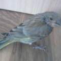 weiß Jemand welcher Vogel das ist?