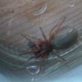 Weiß jemand wie diese Spinne heißt????