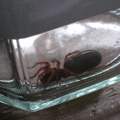 Weiß jemand wie diese Spinne heißt????