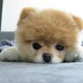 Hund (: