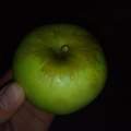 Welche Apfelsorte ist das?