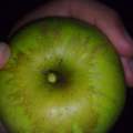 Welche Apfelsorte ist das?