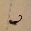 Welche Art ist dieser Skorpion ???
