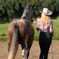 Welche Fellfarbe ist das? Pferd