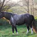 Welche Fellfarbe ist das? Pferd
