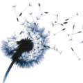 Welche Gedanken verbindet ihr mit einer Pusteblume?