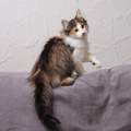 Welche Katze solls sein?