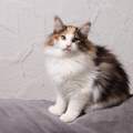 Welche Katze solls sein?