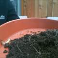 Welche Larven / Egerlinge sind das?