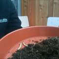 Welche Larven / Egerlinge sind das?