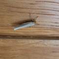 Welche Motten/Falter sind das? (Bild) - an Holzdecke in DG - Wohnung