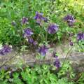 Welche Pflanze habe ich in meinem Garten?