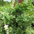 Welche Pflanze habe ich in meinem Garten?