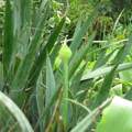 Welche Pflanze habe ich in meinem Garten?
