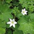 Welche Pflanze habe ich in meinem Garten?
