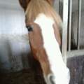 Welche Rasse ist mein <3-Pferd?