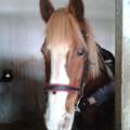Welche Rasse ist mein <3-Pferd?